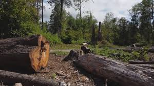Best Root Management and Removal  in Millersville, TN