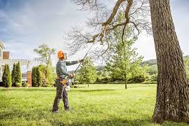 Best Fruit Tree Pruning  in Millersville, TN
