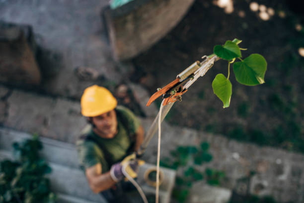 How Our Tree Care Process Works  in  Millersville, TN