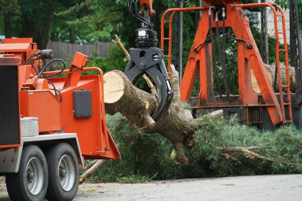 Best Lawn Disease Treatment  in Millersville, TN