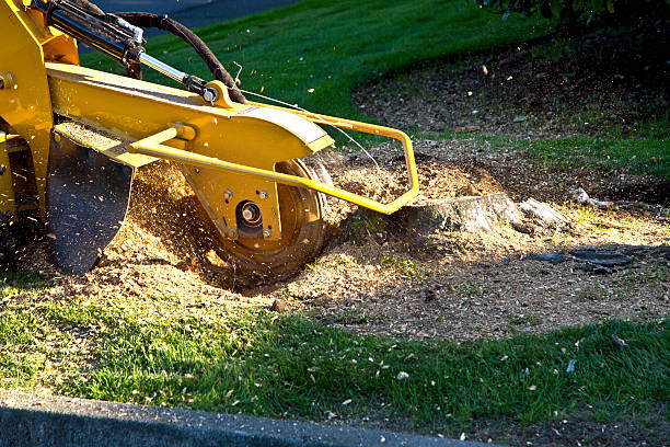 Best Tree Disease Treatment  in Millersville, TN