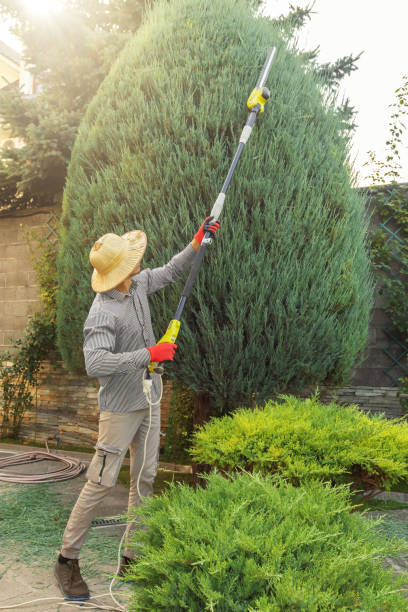 Best Tree Cabling and Bracing  in Millersville, TN
